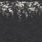 Sakura Blooms Wall Mural- Black